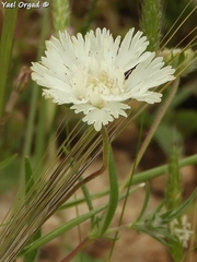 Lomelosia palaestina