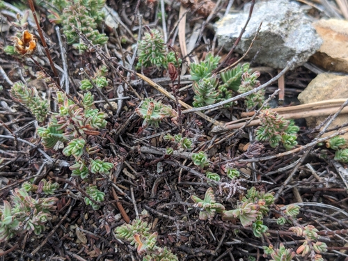 Hypericum confertum (Hypericum confertum)