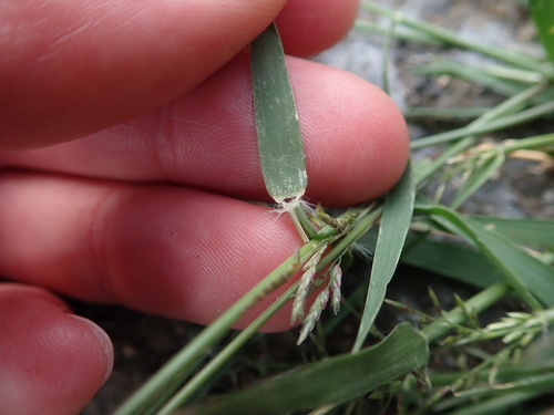 Image of Eragrostis barrelieri by (c) Daniel Cahen, some rights reserved (CC BY)