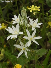 Ornithogalum narbonense
