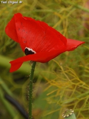 Papaver umbonatum