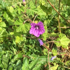 Malva sylvestris