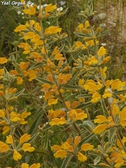 Phlomis brachyodon