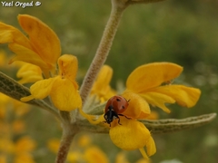 Phlomis brachyodon