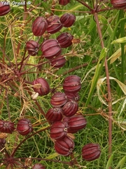 Prangos ferulacea
