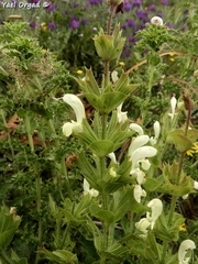 Salvia samuelssonii