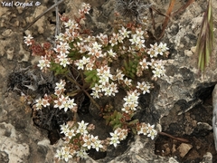 Sedum rubens