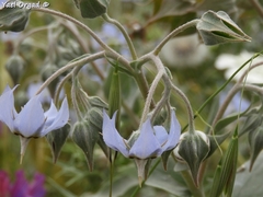 Trichodesma boissieri