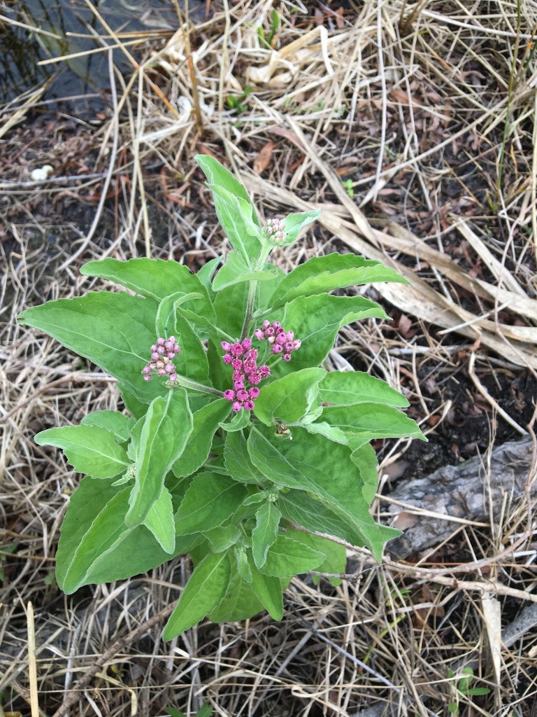 Marsh Fleabane From Lake Seminole Park Seminole FL US On January 25 marsh-fleabane-from-lake-seminole-park-seminole-fl-us-on-january-25