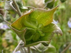 Trichodesma boissieri