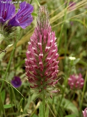 Trifolium purpureum