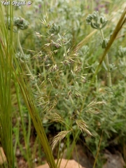 Trisetaria macrochaeta
