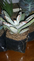 Kalanchoe tomentosa