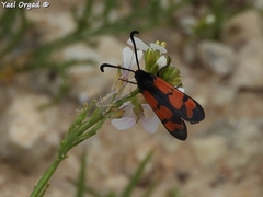 Zygaena graslini