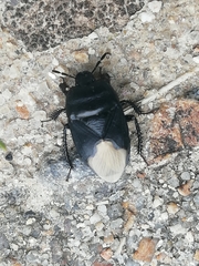 Cydnus aterrimus
