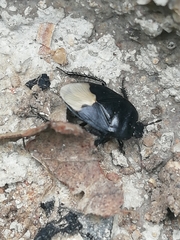 Cydnus aterrimus