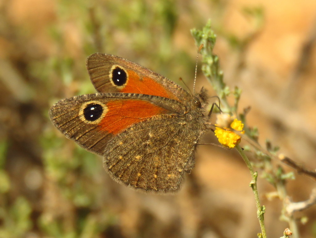 Karoo Hillside Brown