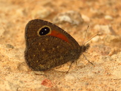 Stygionympha irrorata