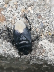Cydnus aterrimus