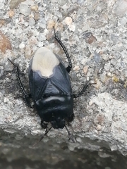 Cydnus aterrimus