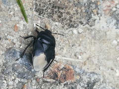Cydnus aterrimus