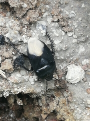 Cydnus aterrimus