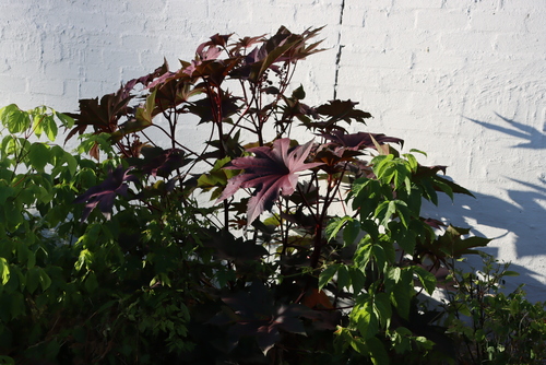 Ricinus communis