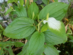 Saururus chinensis