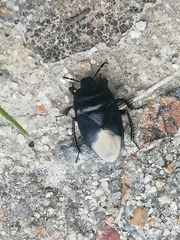 Cydnus aterrimus