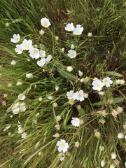 Limnanthes