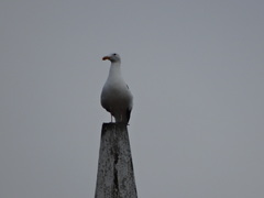 Larus occidentalis