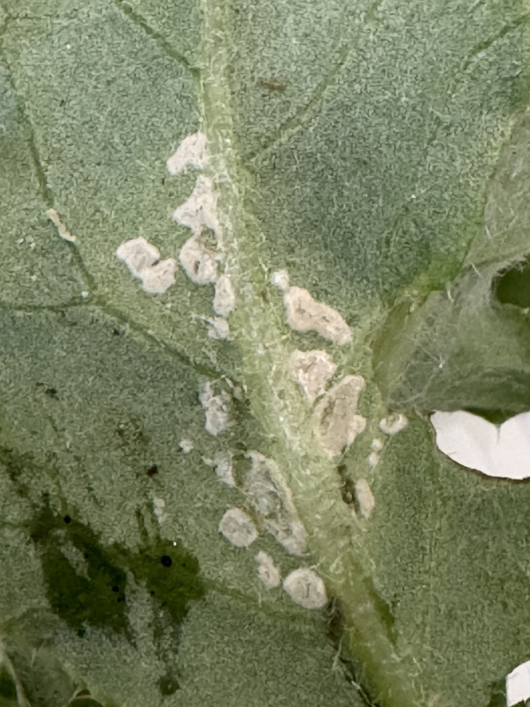 Pustula spinulosa from South Island/Te Waipounamu, Kirwee, Canterbury ...