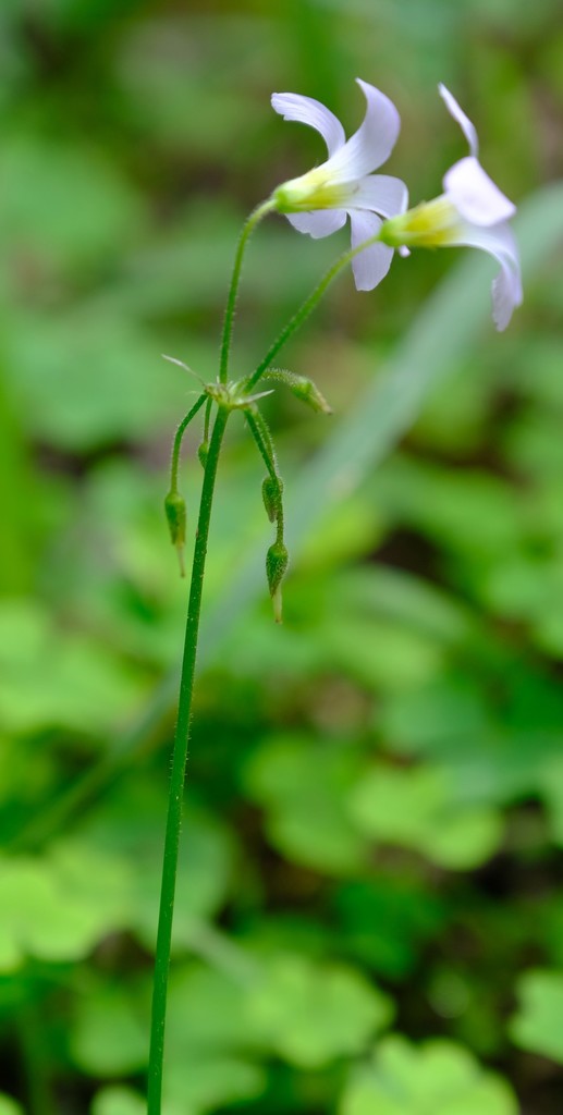 Goatbell Sorrel