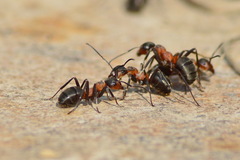 Formica rufa