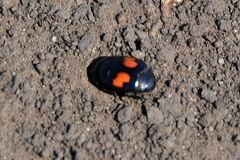 Margarinotus bipustulatus