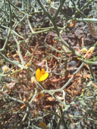 Adesmia argyrophylla