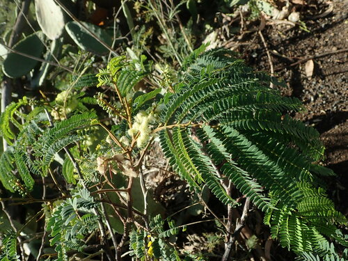 Paraserianthes lophantha