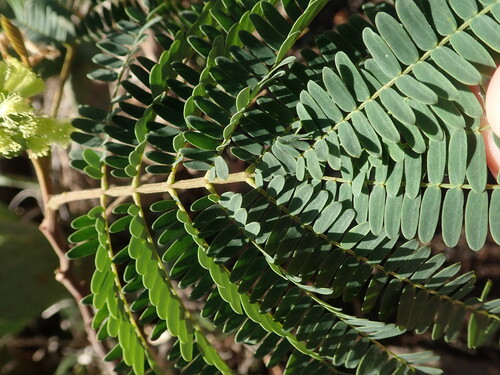 Paraserianthes lophantha