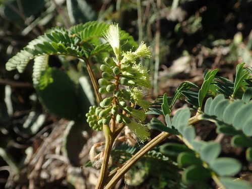 Paraserianthes lophantha