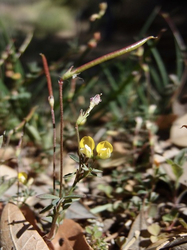 Sonoran birdfoot trefoil (Hosackia alamosana)