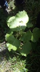 Pericallis malvifolia