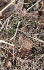 Symphyotrichum depauperatum