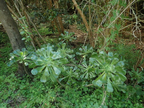 Aeonium undulatum