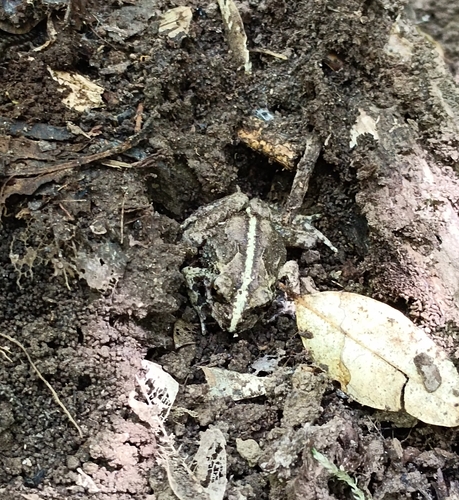 Valdivia Ground Frog, Eupsophus vertebralis