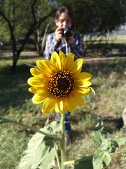 Helianthus annuus