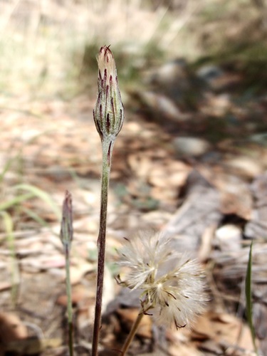 Image of Leibnitzia lyrata by (c) Sue Carnahan, some rights reserved (CC BY)