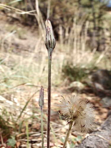 Image of Leibnitzia lyrata by (c) Sue Carnahan, some rights reserved (CC BY)