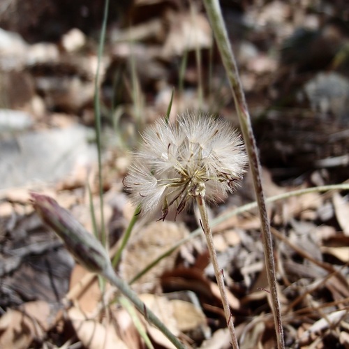 Image of Leibnitzia lyrata by (c) Sue Carnahan, some rights reserved (CC BY)