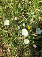 Limnanthes