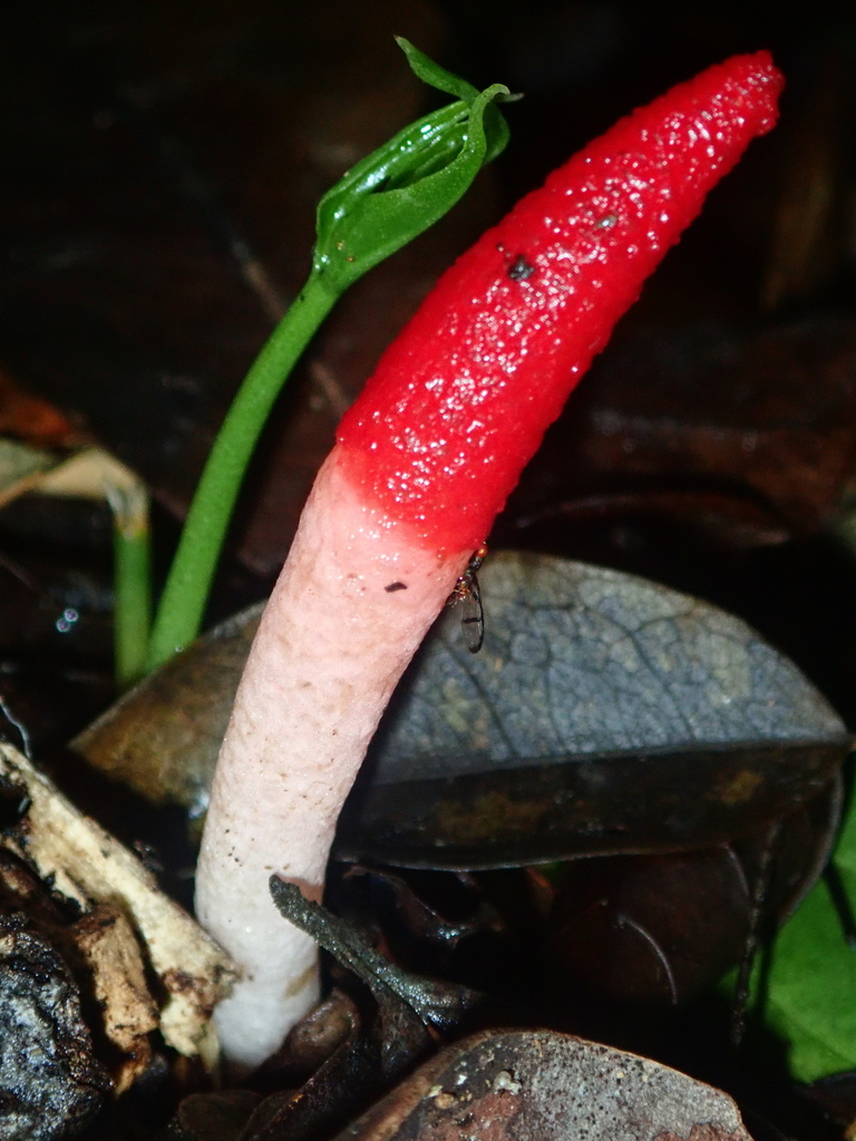 Mutinus argentinus · March 2023 · photo: © tsssss (iNaturalist, cc0)